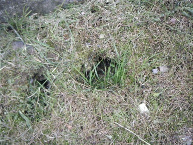 síntomas plaga de ratas