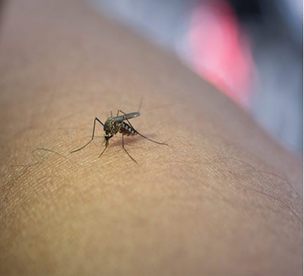 Picadura de Mosquito