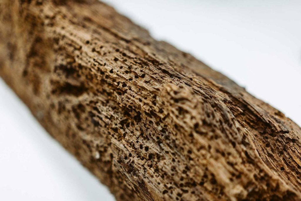 Daños de la carcoma en la madera