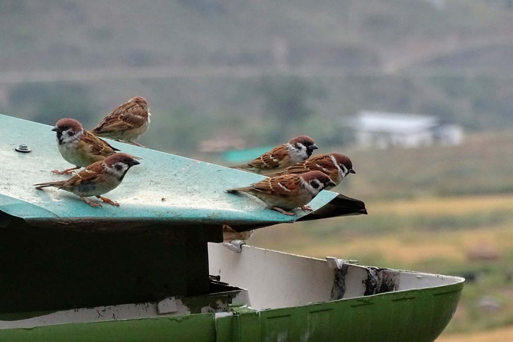Servicio de Control de Aves en zonas urbanas