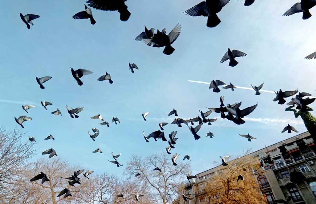 Servicio de Control de Aves urbanas