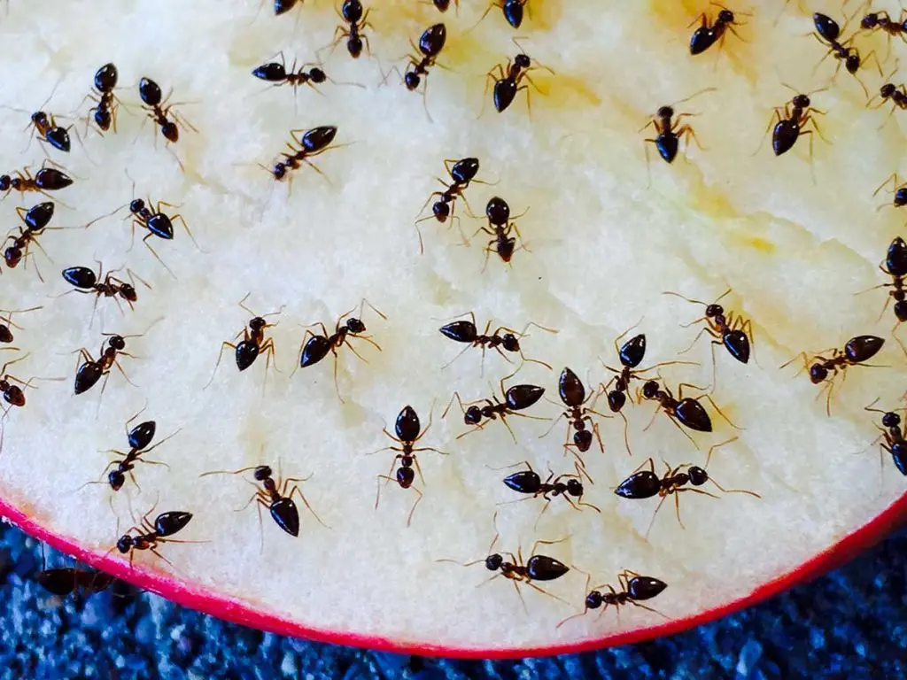 Cómo acabar con la Plaga de Hormigas
